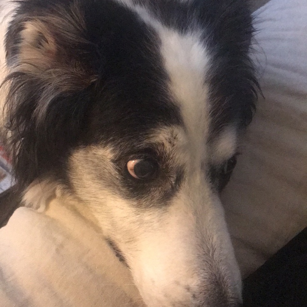 Meet your Posher, Tracey